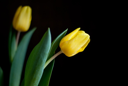 Flowers & Plants